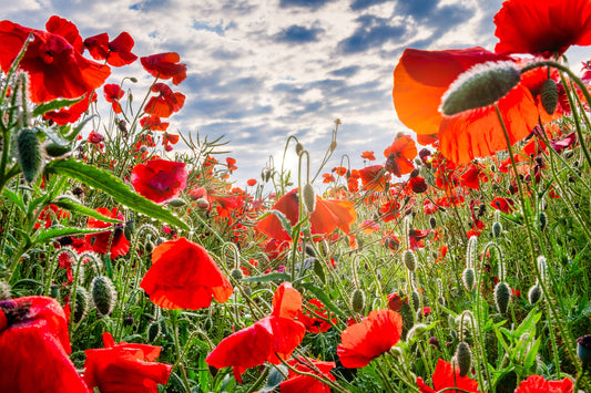 British folk song "Scarborough Fair"